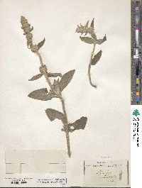 Stachys byzantina image