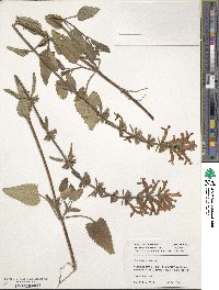 Stachys coccinea image