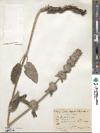 Stachys germanica image