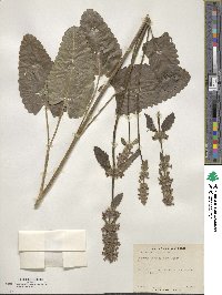 Betonica officinalis image