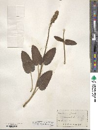 Betonica officinalis image