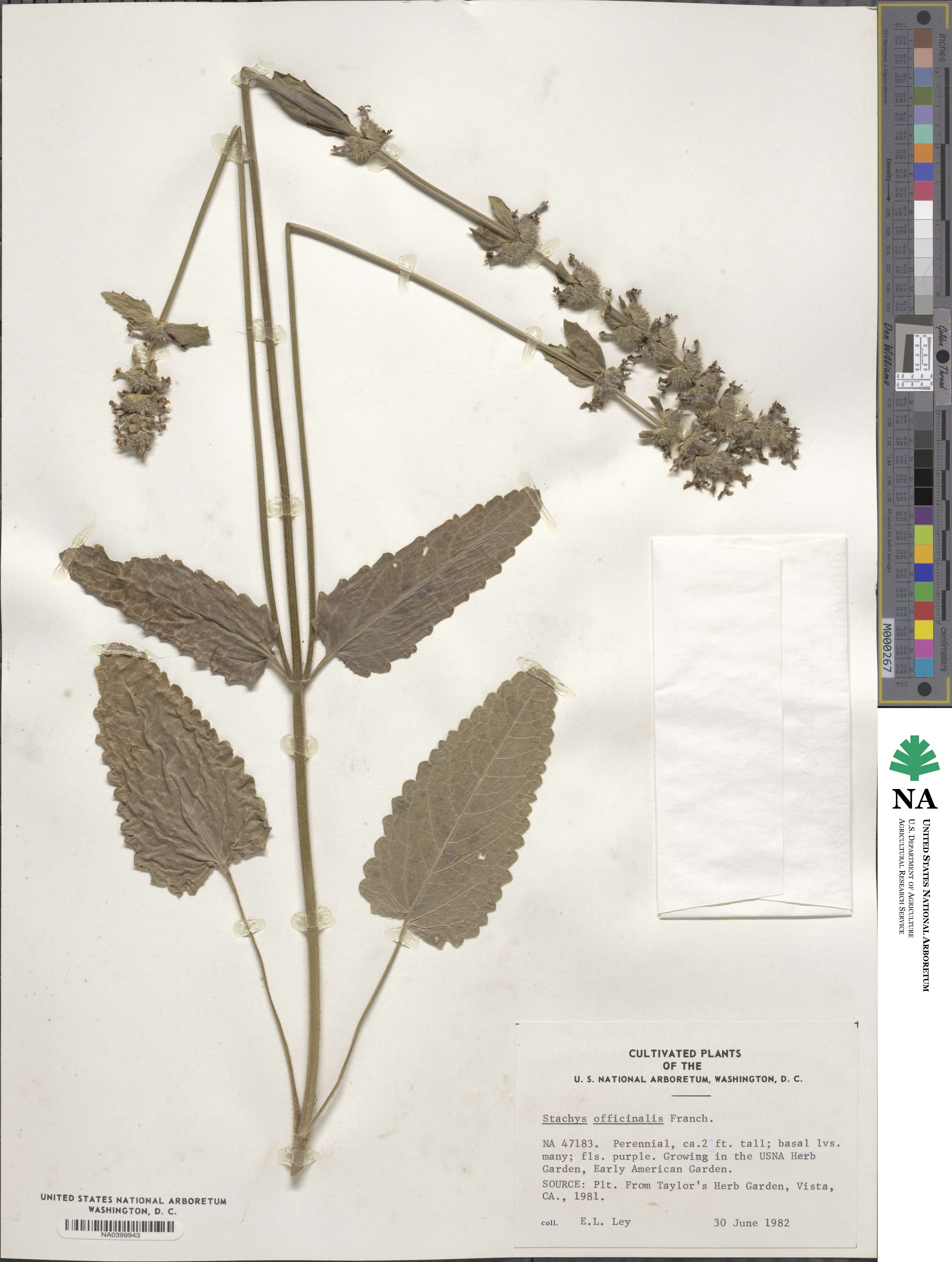 Betonica officinalis image