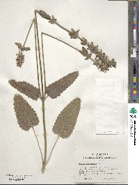 Betonica officinalis image