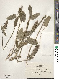 Betonica officinalis image