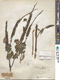 Betonica officinalis image