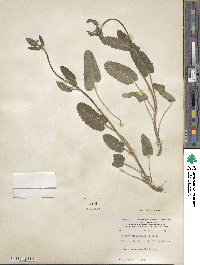 Betonica officinalis image