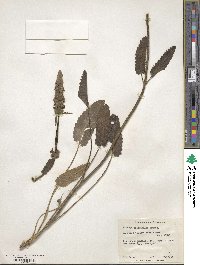 Betonica officinalis image