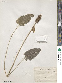 Betonica officinalis image