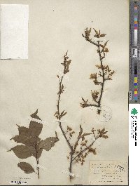 Prunus americana image