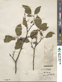 Prunus americana image