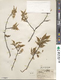 Prunus americana image