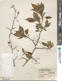 Prunus americana image