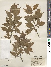 Prunus americana image