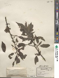 Prunus americana image