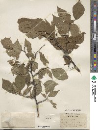 Prunus americana image