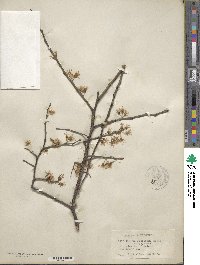 Prunus americana image