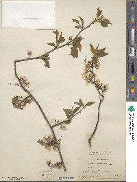 Prunus americana image