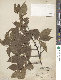 Prunus americana image