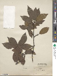 Prunus americana image