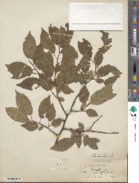 Prunus americana image