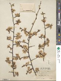 Prunus americana image