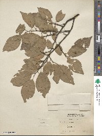 Prunus americana image