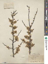 Prunus americana image