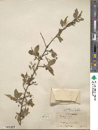 Prunus americana image