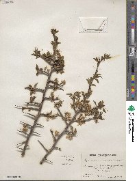 Prunus americana image