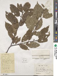 Prunus americana image