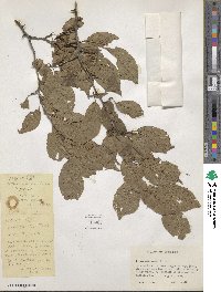 Prunus americana image