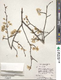 Prunus americana image