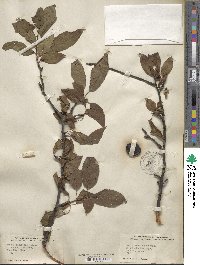 Prunus americana image