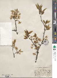 Prunus americana image