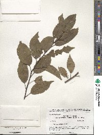 Prunus americana image