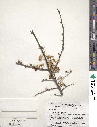 Prunus americana image