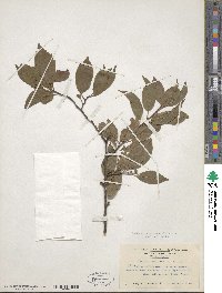 Prunus americana image