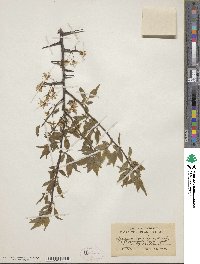 Prunus americana image