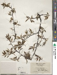 Prunus americana image