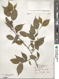 Prunus americana image