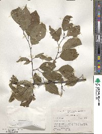 Prunus americana image