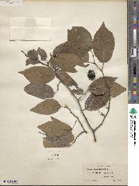 Prunus americana image