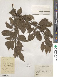 Prunus americana image