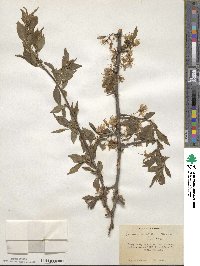 Prunus americana image