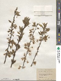 Prunus americana image