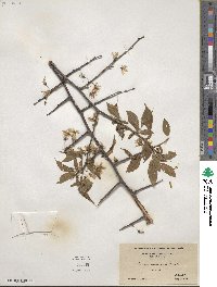 Prunus americana image