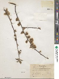 Prunus americana image