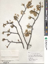 Prunus americana image