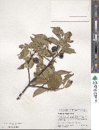 Prunus americana image