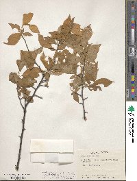 Prunus americana image